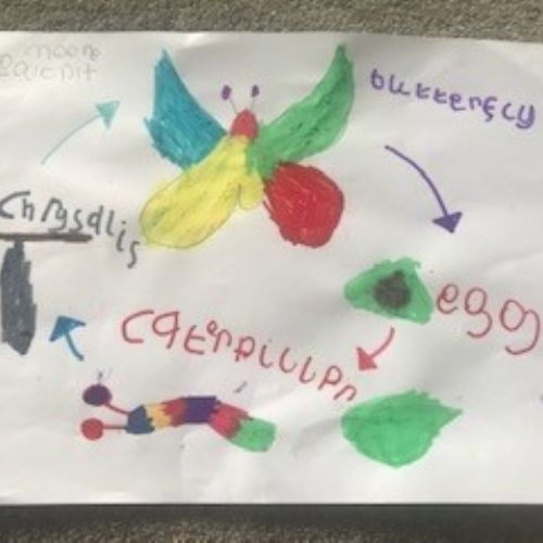 1588589153-lifecycleofbutterfly